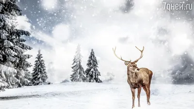 Красивые зимние картинки (часть 2) 🌨 | Волшебный мир иллюстраций | Дзен