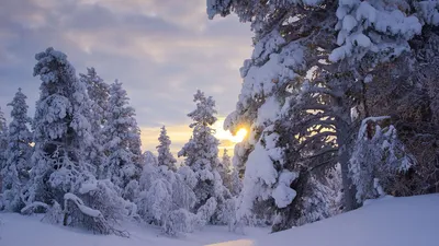 Времена года. Зима. изображение в …» — создано в Шедевруме