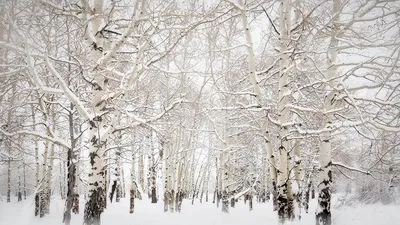 Мороз и солнце #деревья #зима #снег | Зимние картинки, Зимние сцены, Пейзажи