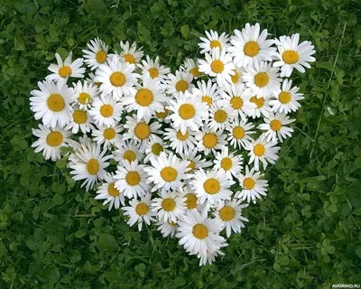 Цветы, #Сердце, #Ромашки, #аватары, #картинки, #фото, #авы,  https://avatarko.ru/kartinka/8076 | Ромашки, Цветок, Натуральный