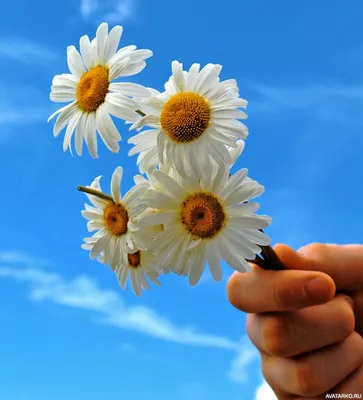Небольшой букет из ромашек в руке на фоне неба — Фотки на аву | Цветок,  Букет из ромашек, Фотографии цветов