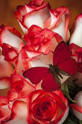 Картинки на аву цветы ромашки (69 фото) » Картинки и статусы про окружающий  мир вокруг