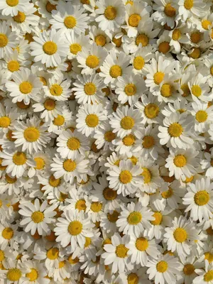 Букеты цветов на аву (40 фото)