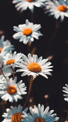 Аватар с ромашкой на фоне неба, красивые цветы в картинках — Картинки для  аватара