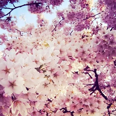 Фото на аву весна