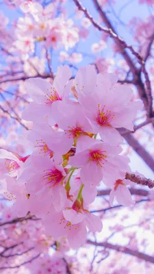 Картинки весна на заставку телефона (47 фото) • Прикольные картинки и  позитив | Cherry blossom wallpaper, Flower iphone wallpaper, Flower  aesthetic