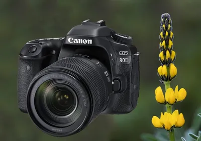 Canon 80D Review - Conclusion