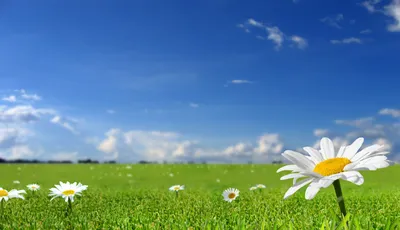 Скачать обои небо, обои на рабочий стол, цветы, весна, трава разрешение  1600x900 #13231