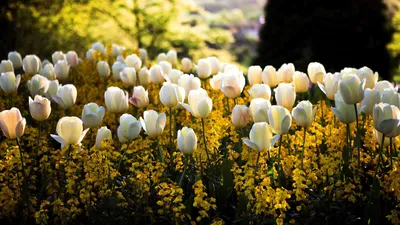 Картинки по запросу широкоформатные обои для рабочего стола весна |  Blossoms art, Wonderful flowers, Blossom