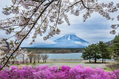 Фон рабочего стола где видно весна, природа, дом, озеро, цветущее дерево,  обои, spring, nature, house, lake, flowering tree, wallpaper