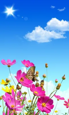 Pictures Rays of light Sun Summer Nature Sky Fields 1080x1920