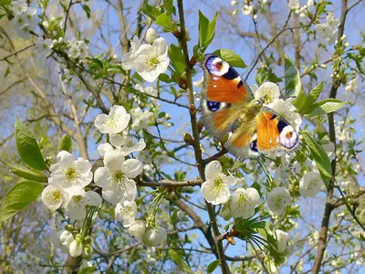 Фото на тему весна фотографии