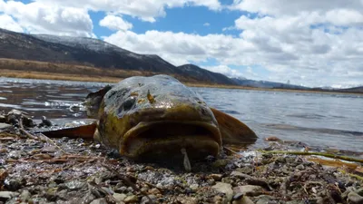 Рыба налим: что за рыба, где обитает, виды и описание - Frost-Fish