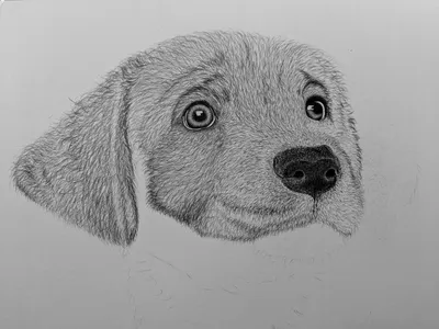 нарисованная собака, собака, собаки, ручная роспись png | Klipartz