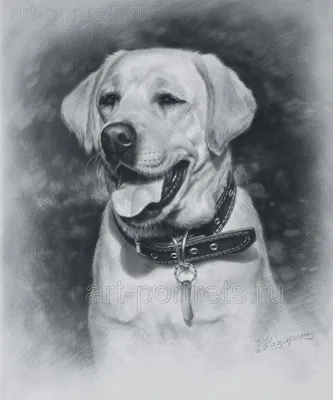 Собака нарисованная карандашом - 57 фото