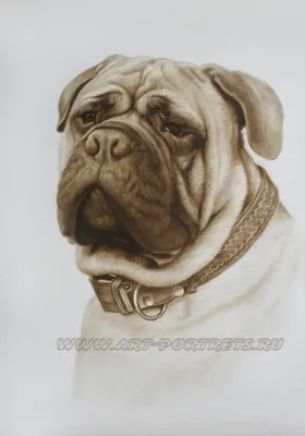 Акриловая картина 40х50 см Собака, нарисованная на подрамнике  (ID#1899851726), цена: 250 ₴, купить на Prom.ua