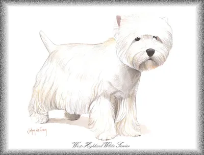 Боксер Мальтийский кобель Puppy Cuteness, собака, млекопитающее,  нарисованные png | PNGEgg