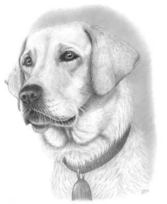 Рисованной эскиз Собаки самоед PNG , материал, Png, Декоративный дизайн PNG  картинки и пнг PSD рисунок для бесплатной загрузки