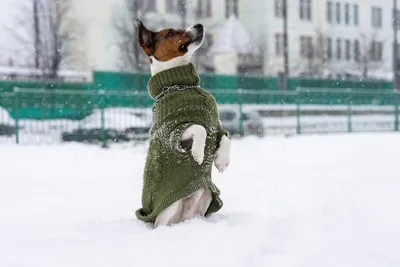 Пропала собака: немецкая овчарка, окрас чепрачный, 10-я линия, Сургут |  Pet911.ru