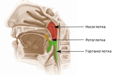 Фото носоглотки фотографии