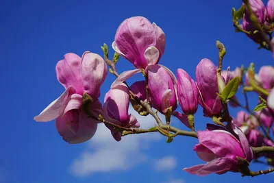 Весна Фон — стоковые фотографии и другие картинки Фоновые изображения -  Фоновые изображения, Цветок, Белый - iStock