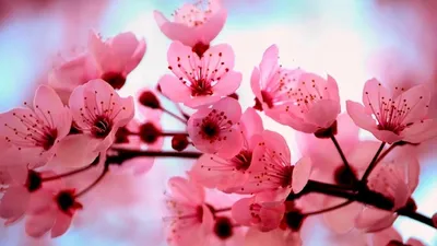 Цветы весны на обложке Facebook фона акварели. Иллюстрация штока -  иллюстрации насчитывающей сердце, пинк: 180148041