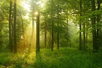 Фон леса, очень крупным планом, …» — создано в Шедевруме