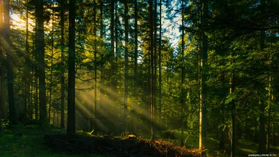 красивый лесной фон, лес, красивый, большое дерево фон картинки и Фото для  бесплатной загрузки