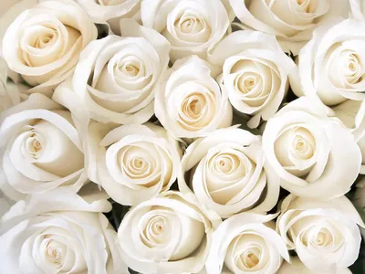 Фото обои розы белые фотографии
