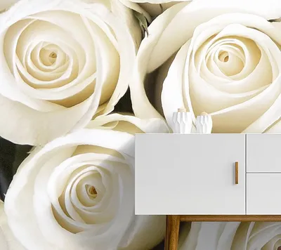 Фотообои флизелиновые 250х130 см белые розы купить недорого в  интернет-магазине товаров для декора Бауцентр