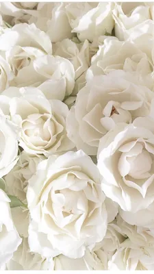 Белые розы - фотообои на заказ. Закажи обои Белые розы артикул: 60616