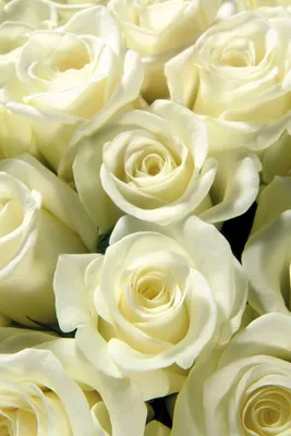Фотообои Белые розы №dec_7589 - цена, фото, отзывы | АВС-Decor