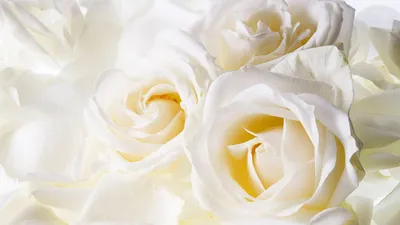 Фотообои Белые розы купить недорого в компании Cozy House в СПб