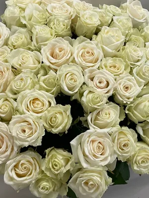Фото обои \"Белые розы\" - Любой размер! Читаем описание! (ID#368570064),  цена: 420 ₴, купить на Prom.ua