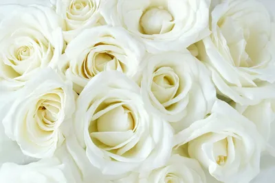 Фотообои Белые розы и цветы купить на стену • Эко Обои