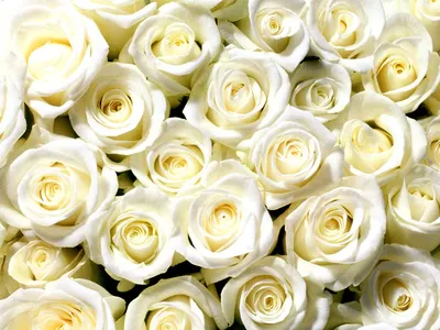 Купить фотообои Белые розы (#2026) | заказать в каталоге интернет магазина  с ценой и фото
