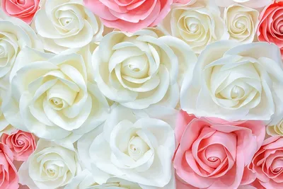 Фотообои СИМФОНИЯ Белые розы 2,8х2 м К-192 — цена в Оренбурге, купить в  интернет-магазине, характеристики и отзывы, фото