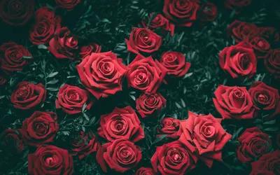 1680x1050 Обои розы, кусты, красный, бутоны | Rose wallpaper, Flower  pictures, Red roses