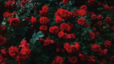 Обои розы, куст, цветение, сад, садовый, красный, контраст картинки на  рабочий стол, фото скачать бесплатно