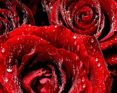 Красные розы скачать фото обои для рабочего стола (картинка 3 из 20)