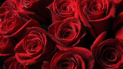 Красные розы обои - 67 фото