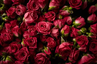 Скачать обои цветы, фон, розы, красные, red, бутоны, fresh, flowers, раздел  цветы в разрешении 5472x3648