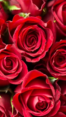 Фото обои розы красные фотографии