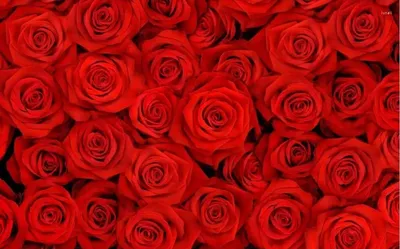 красные розы цветочный узор фон Ai произведение искусства, цветочный узор  из красных роз, красные розы Ai произведение искусства, Цветок роза фон  картинки и Фото для бесплатной загрузки