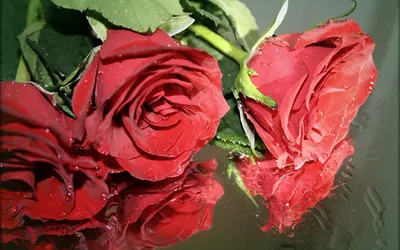 Фотообои на стену флизелиновые 3D \"Красные розы\" 300х270 в спальню, на  кухню, в гостиную. - купить по выгодной цене в интернет-магазине OZON  (750879316)