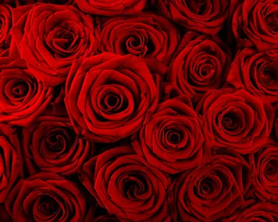 Обои для рабочего стола Розы красные Цветы
