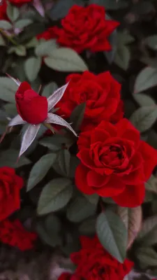 Красные розы | Lovely flowers wallpaper, Red climbing roses, Beautiful  flowers wallpapers