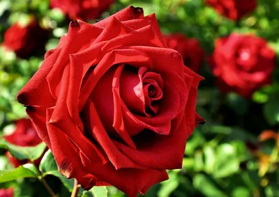 Фотообои Красные розы паттерн купить на стену • Эко Обои