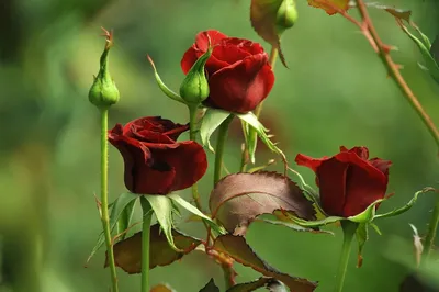 Розы фон | Flowers, Plants, Rose
