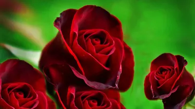 Бордовый Розы Красные - Бесплатное фото на Pixabay - Pixabay